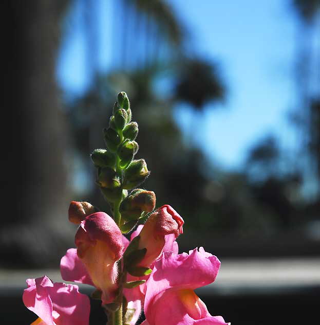 Gladiola