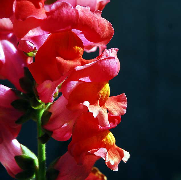 Gladiola