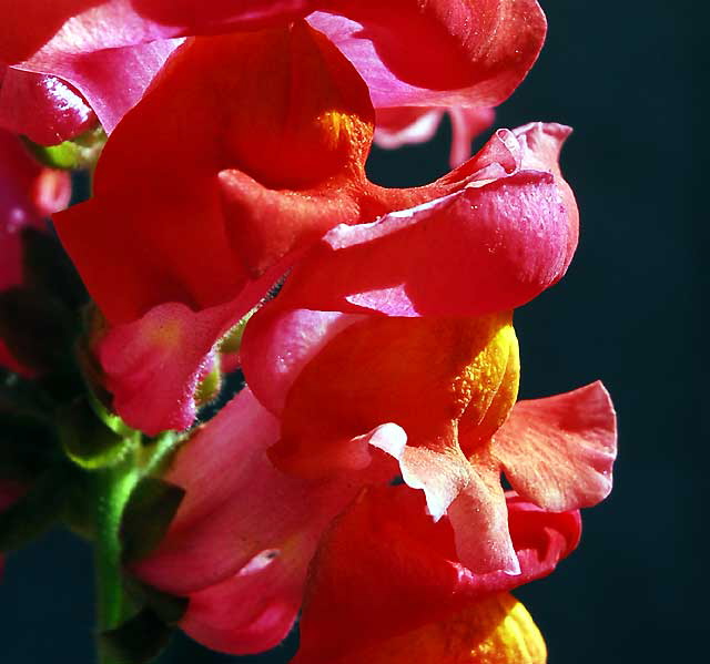 Gladiola