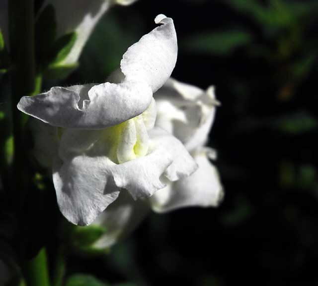 Gladiola