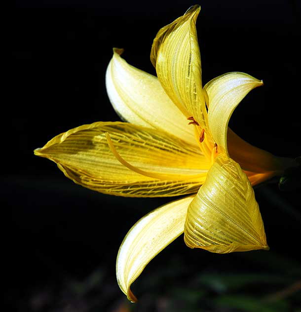 Daylily 