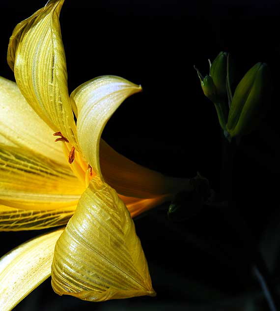 Daylily 