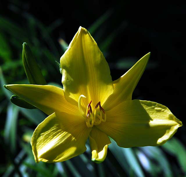 Daylily 