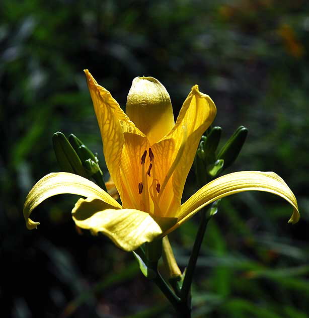 Daylily 