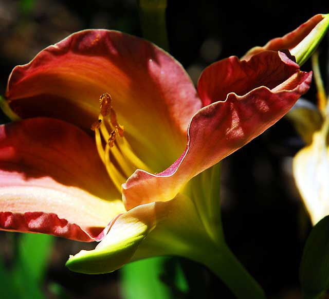 Daylily 