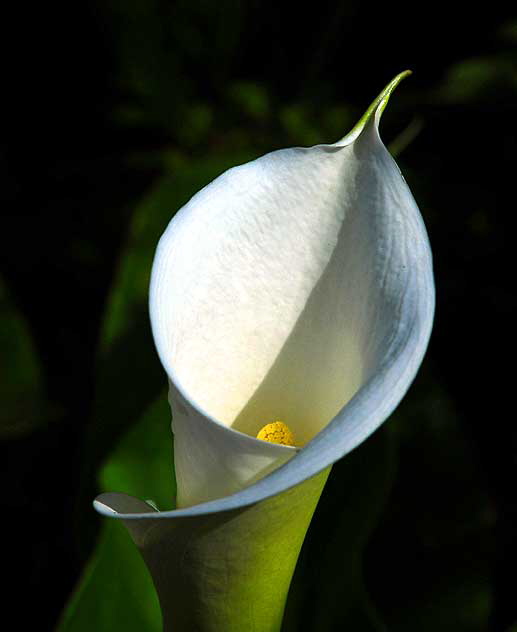 Calla Lily