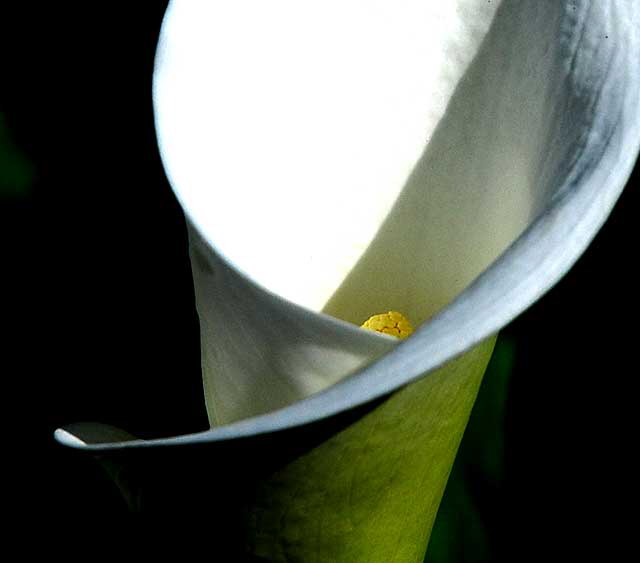 Calla Lily