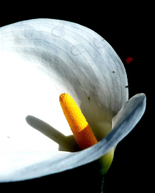 Calla Lily