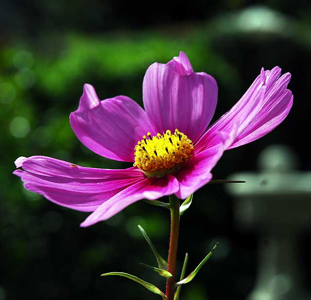 Curbside, West Hollywood, Saturday, February 19, 2011