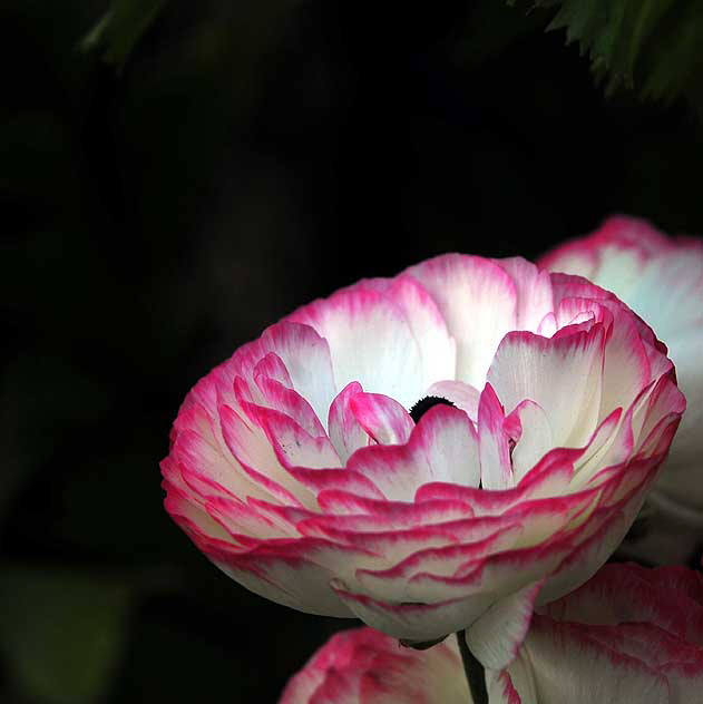 Peony