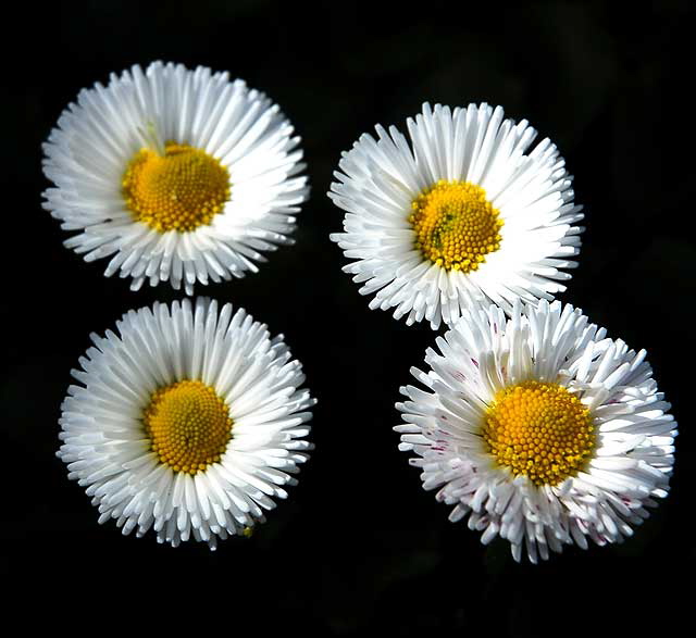 White Daisy