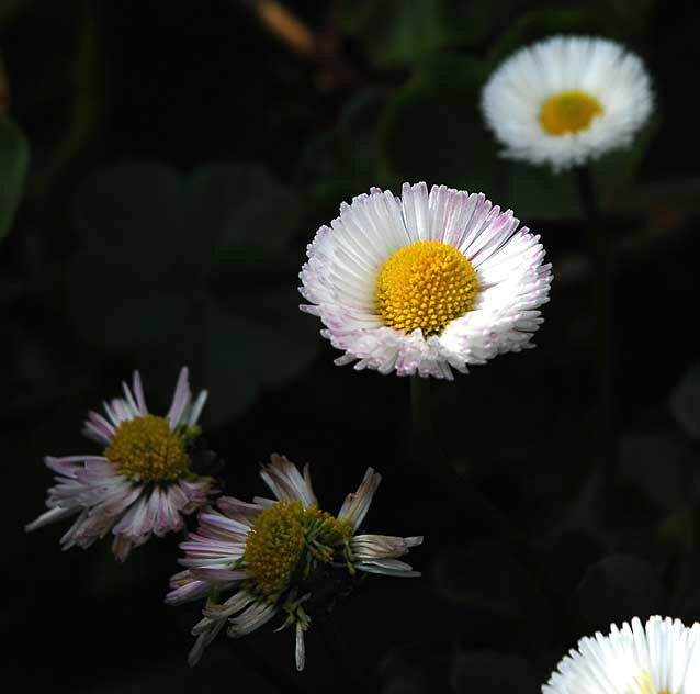 White Daisy