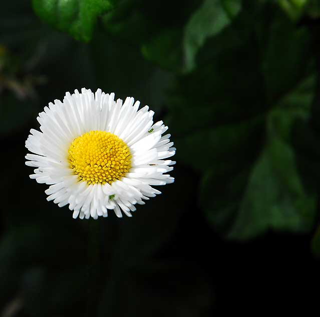 White Daisy