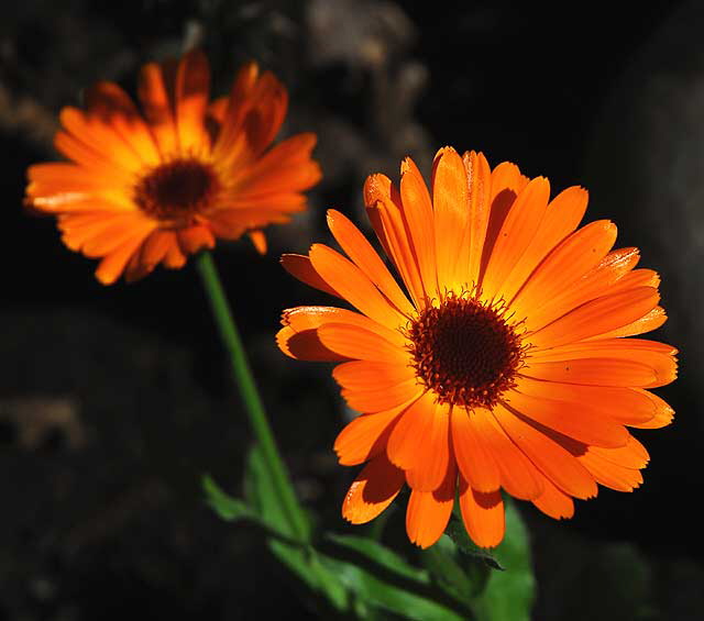 Curbside, West Hollywood, Saturday, February 19, 2011