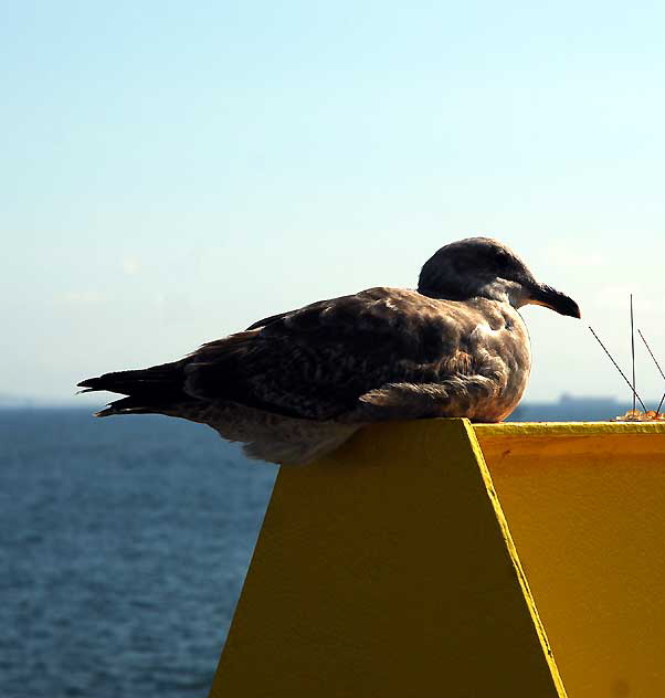 Santa Monica Pier, Thursday, February 24, 2011