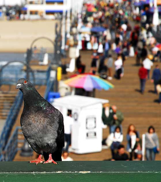 Santa Monica Pier, Thursday, February 24, 2011