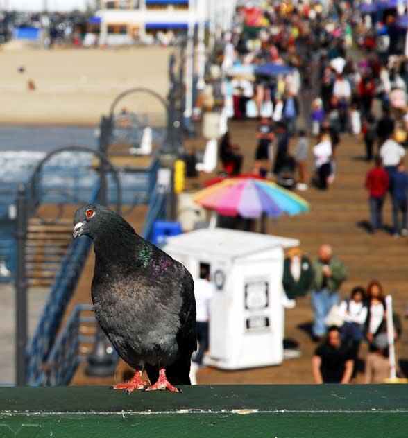 Santa Monica Pier, Thursday, February 24, 2011