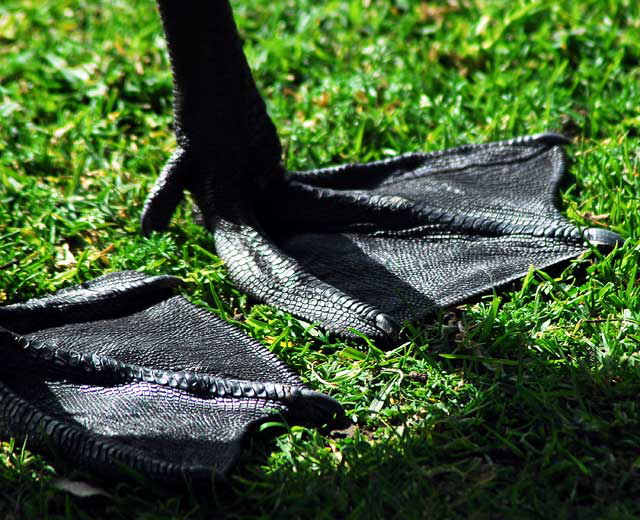 Bird Feet, Echo Park Lake