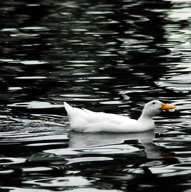 Among the ducks at Echo Park Lake, Wednesday, March 2, 2011