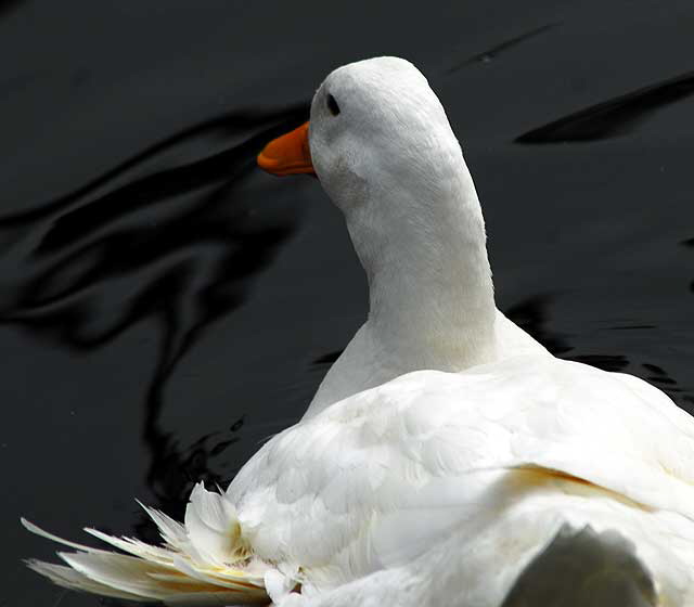 Among the ducks at Echo Park Lake, Wednesday, March 2, 2011