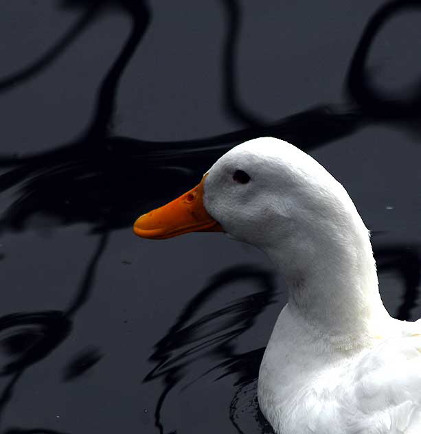 Among the ducks at Echo Park Lake, Wednesday, March 2, 2011