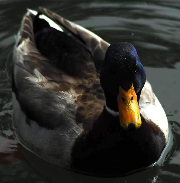 Among the ducks at Echo Park Lake, Wednesday, March 2, 2011