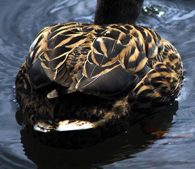 Among the ducks at Echo Park Lake, Wednesday, March 2, 2011