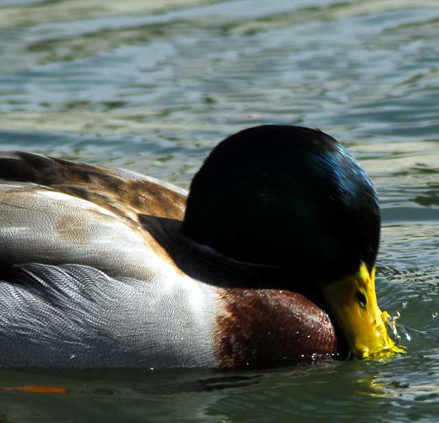 Among the ducks at Echo Park Lake, Wednesday, March 2, 2011