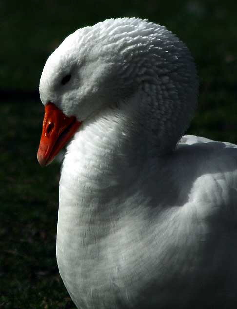 Among the geese at Echo Park Lake, Wednesday, March 2, 2011