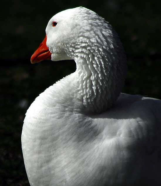 Among the geese at Echo Park Lake, Wednesday, March 2, 2011