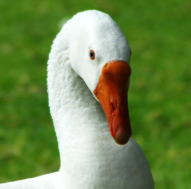 Among the geese at Echo Park Lake, Wednesday, March 2, 2011