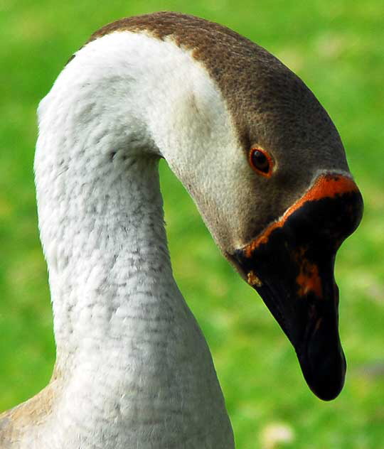 Among the geese at Echo Park Lake, Wednesday, March 2, 2011