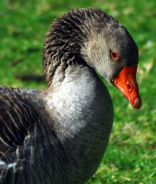 Among the geese at Echo Park Lake, Wednesday, March 2, 2011