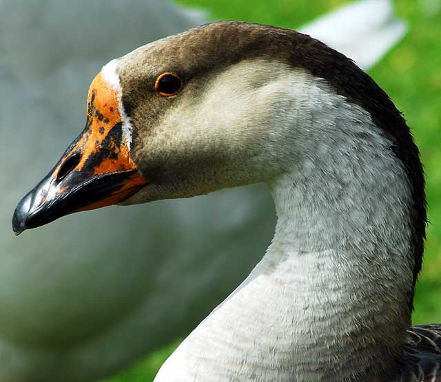 Among the geese at Echo Park Lake, Wednesday, March 2, 2011