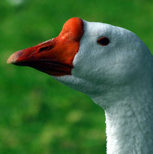 Among the geese at Echo Park Lake, Wednesday, March 2, 2011