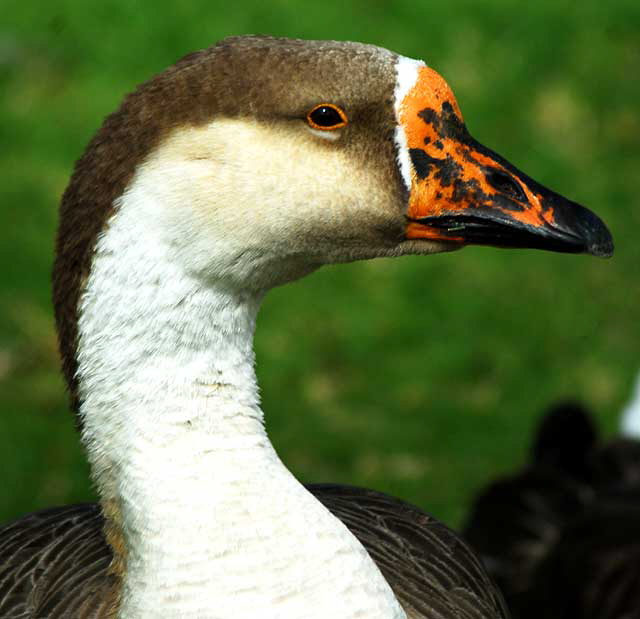 Among the geese at Echo Park Lake, Wednesday, March 2, 2011