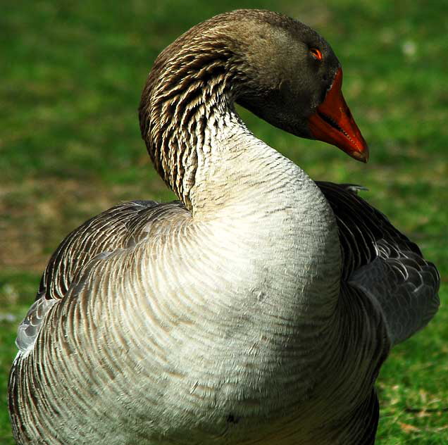 Among the geese at Echo Park Lake, Wednesday, March 2, 2011