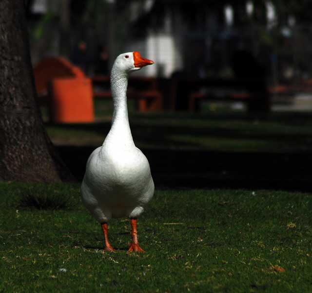 Among the geese at Echo Park Lake, Wednesday, March 2, 2011