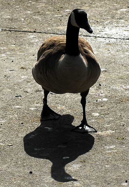 Goose, Echo Park Lake