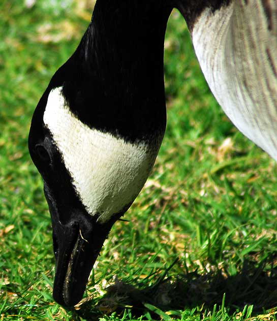 Among the geese at Echo Park Lake, Wednesday, March 2, 2011