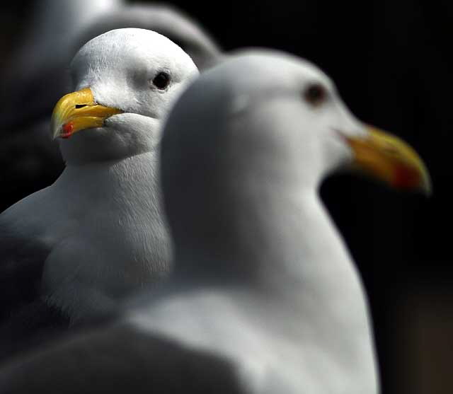 Among the gulls at Echo Park Lake, Wednesday, March 2, 2011