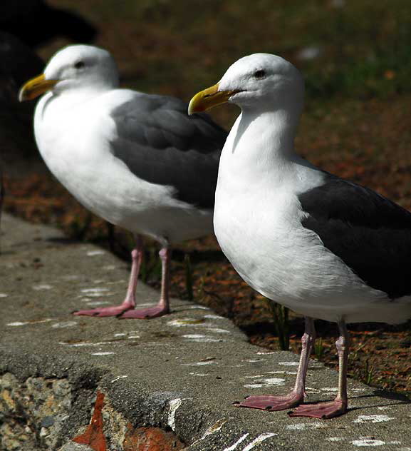 Among the gulls at Echo Park Lake, Wednesday, March 2, 2011