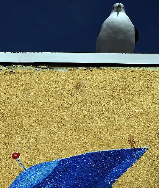 Seagull above a flying saucer, Venice Beach