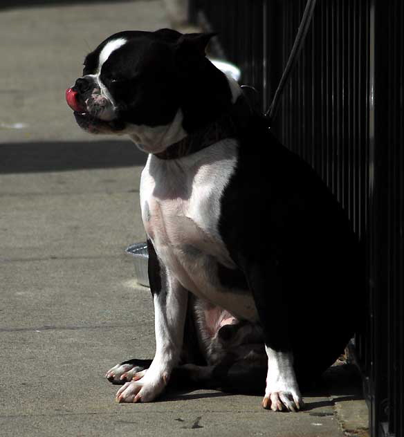 Bulldog on Ocean Front Walk, Venice Beach, Friday, March 4, 2011