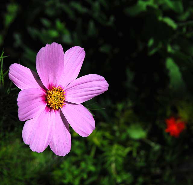 Curbside, West Hollywood, Saturday, March 5, 2011