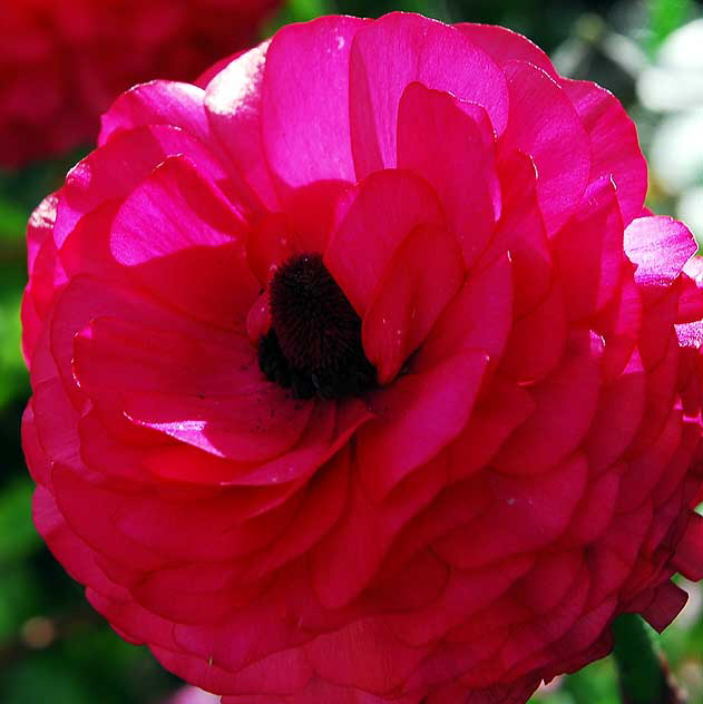 Peony, West Hollywood, Saturday, March 5, 2011