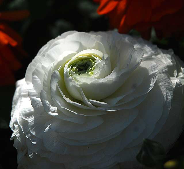 Peony, West Hollywood, Saturday, March 5, 2011