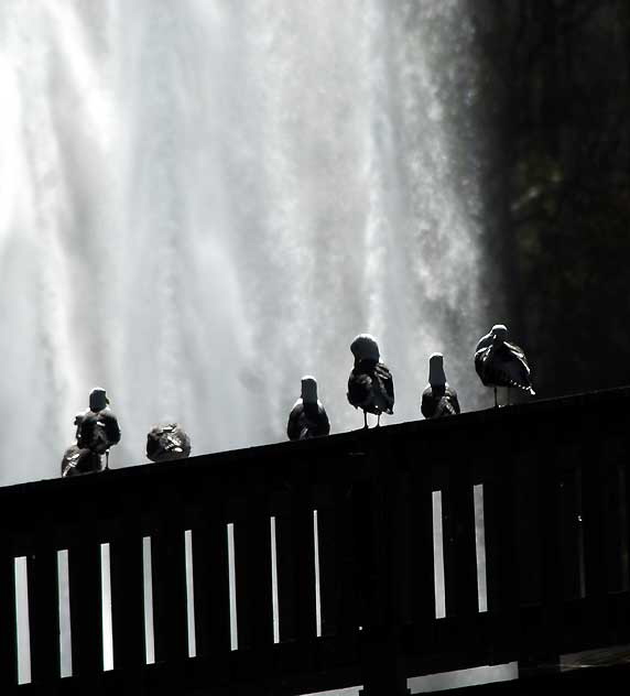 Gulls on arched bridge, Echo Park Lake, Tuesday, March 8, 2011