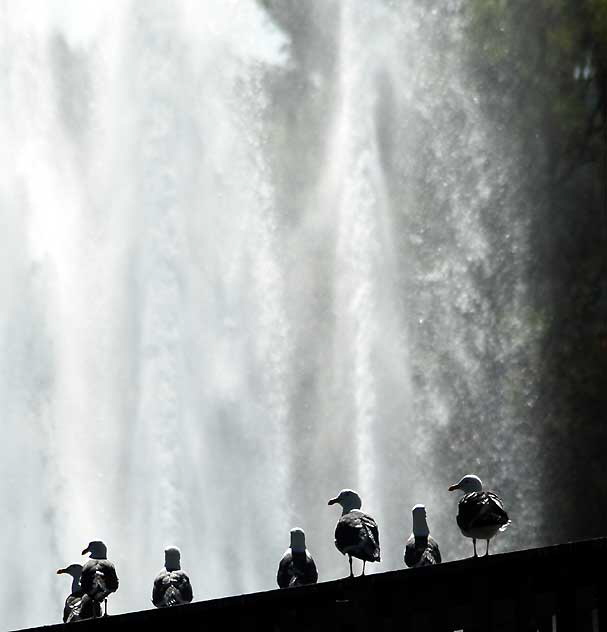 Gulls on arched bridge, Echo Park Lake, Tuesday, March 8, 2011