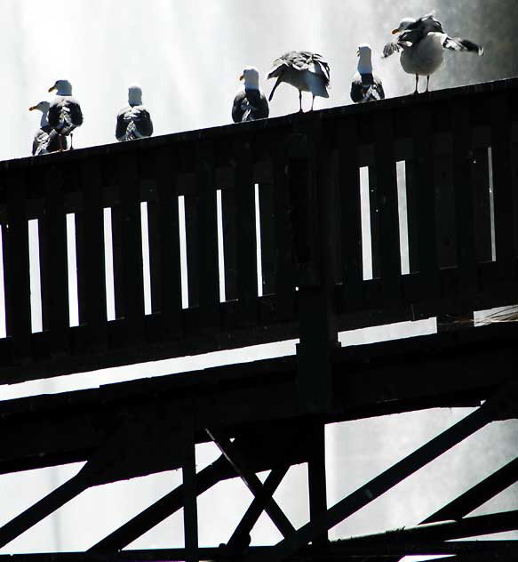 Gulls on arched bridge, Echo Park Lake, Tuesday, March 8, 2011